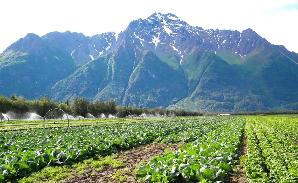 alaska-farm-palmer-Pioneer+Peak-min