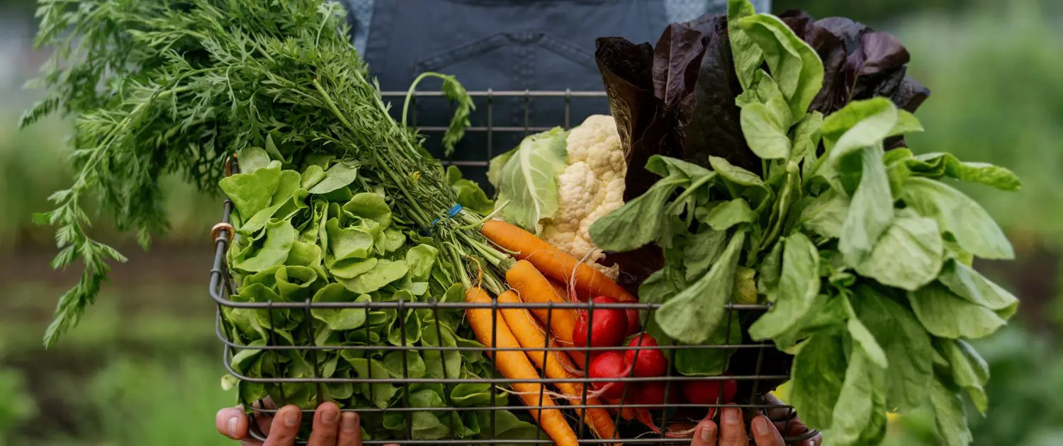 alaska-local-food-resources-veggie-basket