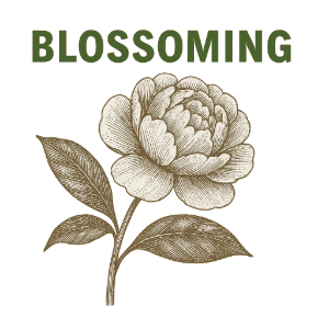 2025-blossoming 300x300