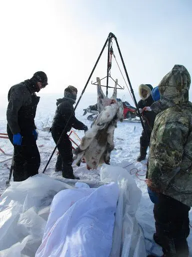 Native Village of Savoonga Reindeer Crew